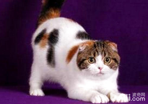 安全養貓 杜絕家中養貓隱患 安全養貓 杜絕家中養貓隱患