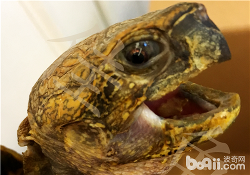 你听说过龟龟出眠厌食症吗？