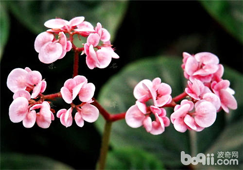 空气湿度对花草生长的影响