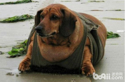 哪些狗狗天生容易肥胖