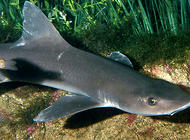 適合飼養的鯊魚品種有哪些？