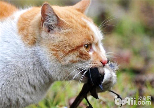 为何猫咪常将猎物赠予主人插图