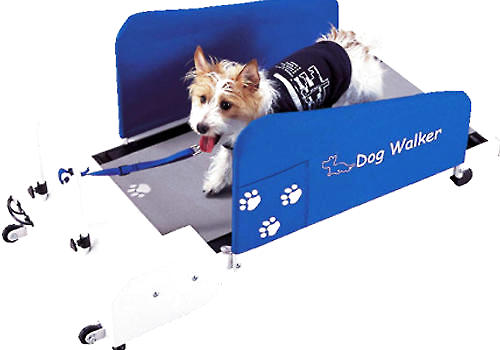 如何训练狗狗在跑步机上跑步