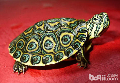 巴西龟夏天不吃东西怎么办