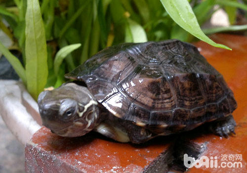 草龟最适宜的饲养水位是多少？