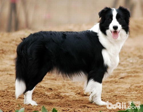 边境牧羊犬的耳朵如何护理 波奇网百科大全