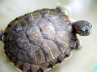 飼養巴西龜的換水頻率