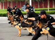 五种没办法加入警队的狗狗，竟然有金毛？