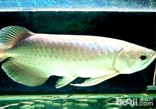  银龙鱼能活多久？