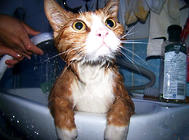 一種貓咪免水干洗的方法