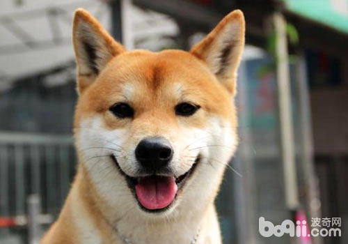 柴犬是全世界最幸福的小狗吗？