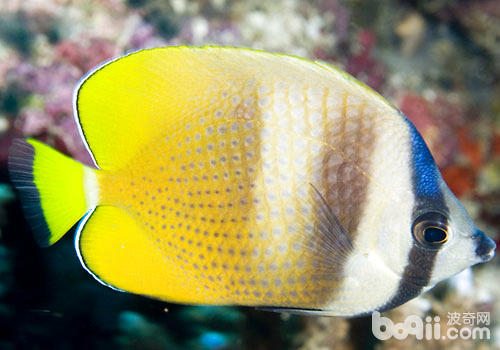 热带鱼可以和什么种类的观赏鱼混养