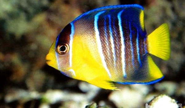 热带鱼可以和什么种类的观赏鱼混养