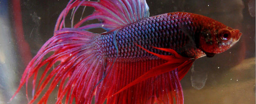 泰国斗鱼怎么分公母|水族品种-波奇网百科大全