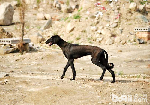 啸天犬的原型，几近灭绝的中国猎犬--细犬|狗狗品种-波奇网百科大全