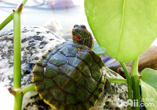 巴西龟冬眠温度不能太低