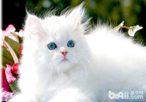 白色波斯猫的价格是多少?|猫咪品种-波奇网百