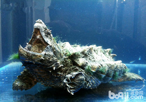 鱷龜飼養的水質環境