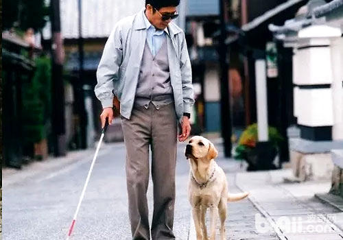 导盲犬一生有哪几个阶段？