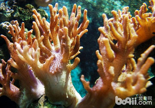 水族箱中的珊瑚是怎么繁殖的？