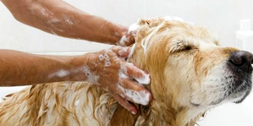 狗狗常见皮肤病有哪些|狗狗皮肤病-波奇网百科
