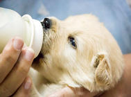 干吃狗奶粉味道更好？