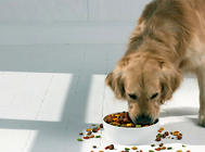 狗狗處方糧的作用和喂養注意事項