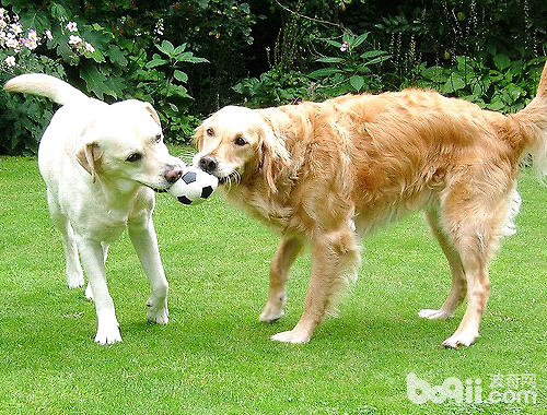 三种常见狗狗玩具球介绍