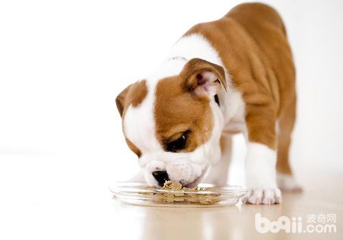 狗狗處方糧的作用和餵養注意事項