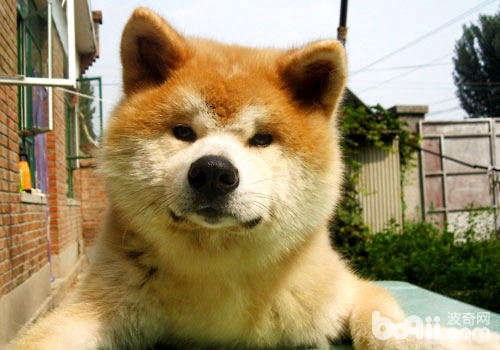 秋田犬不仅仅是网红，还是一只能看家的网红哦！