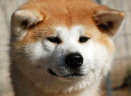 秋田犬不僅僅是網紅，還是一只能看家的網紅哦！