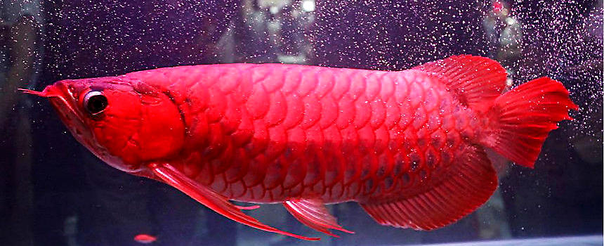 体型与金龙鱼,红尾金龙相似,细分有橘红,粉红,深红和血红四种,其中以