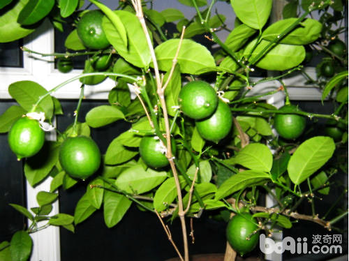 盆栽柠檬的养殖方法
