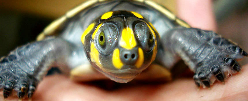 黄头侧颈龟的饲养要点