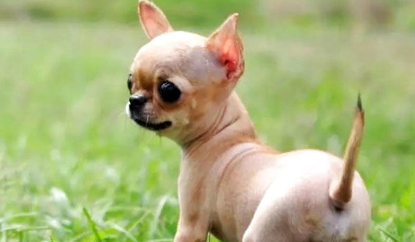 世界上最小的狗是哪一种 狗狗品种 波奇网百科大全