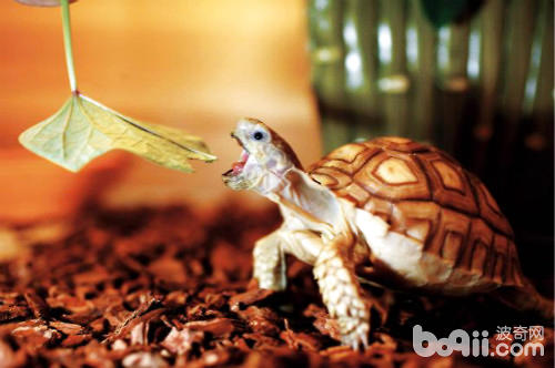 苏卡达陆龟饲养的方法