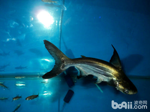 成吉思汗鱼和蓝鲨的区别|水族品种-波奇网百科