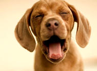 告诉你狗狗爱用舌头舔人的原因