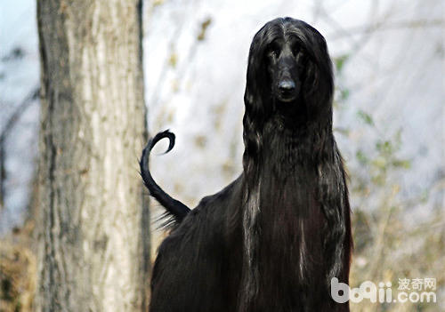 阿富汗猎犬 阿富汗猎犬