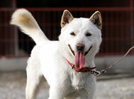 韩国天然纪念物，世界名犬——珍岛犬