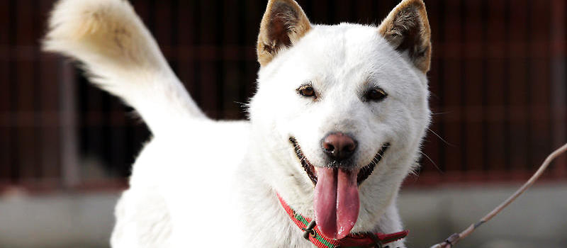 韩国天然纪念物 世界名犬 珍岛犬 狗狗品种 波奇网百科大全