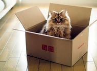 貓咪為什么喜歡箱子