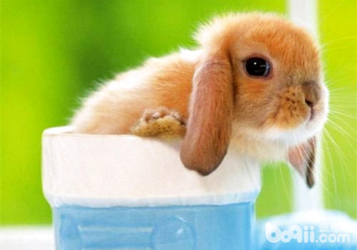 影响垂耳兔寿命的因素有哪些？