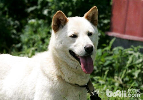 韩国天然纪念物 世界名犬 珍岛犬 狗狗品种 波奇网百科大全