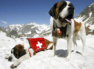 挂着酒桶的瑞士国宝——圣伯纳犬