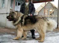 前苏联国宝——高加索犬