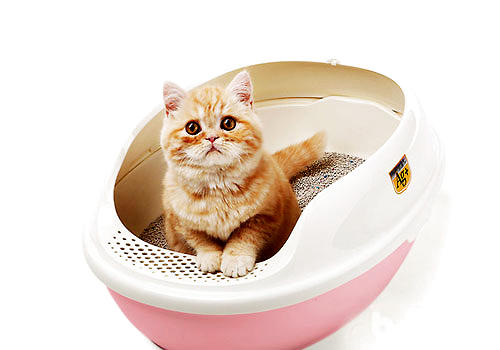 不同种类的猫砂该怎么清理？