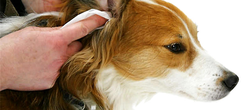 狗狗的耳屎能够非常直观的反映出其耳朵的健康状况如何,颜色,气味则是