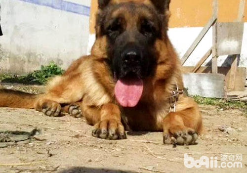 德国牧羊犬口臭怎么办？