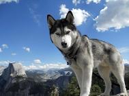 西伯利亚雪橇犬品种介绍